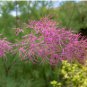 Tamarix ramosissima Plant 100 Seeds