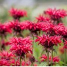 Red Bee Balm Monarda Flower 50 Seeds
