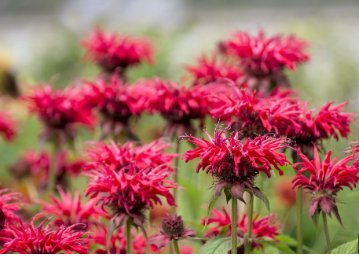 Red Bee Balm Monarda Flower 50 Seeds