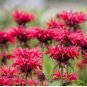 Red Bee Balm Monarda Flower 50 Seeds