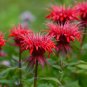 Red Bee Balm Monarda Flower 50 Seeds