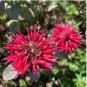 Red Bee Balm Monarda Flower 50 Seeds