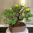 Potentilla Fruticosa Flowerpot Plant Fruticosa Bonsai Plant Roots 200 Seeds