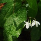 Superior Epimedium brevicornu 100 Seeds