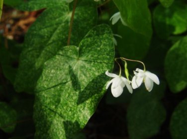 Superior Epimedium brevicornu 100 Seeds