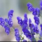 Monkshood 100 Seeds