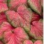 Caladium Bonsai Plants Assorted Colors Perennial Flowers Potted Plants 200 Seeds