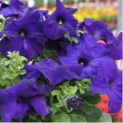 Rare Dipladenia Sanderi 100 Seeds