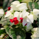 Rare Clerodendrum thomsoniae Balf 40 Seeds