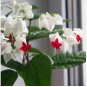 Rare Clerodendrum thomsoniae Balf 40 Seeds