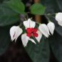 Rare Clerodendrum thomsoniae Balf 40 Seeds