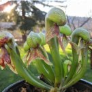 Carnivorous Cobra Lily Darlingtonia Californica Flower 20 Seeds