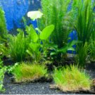 Mixed Aquatic Plants Bulk Aquarium Grass Water Mixed 2000 Seeds