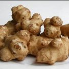 Organic Jerusalem Artichoke Roots Healthy Foods Selling 100 Seeds