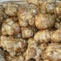 Organic Jerusalem Artichoke Roots Healthy Foods Selling 100 Seeds