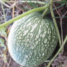 Fin Melon Chilacayote Fig Leaved Malabar Gourd Plant 40 Seeds