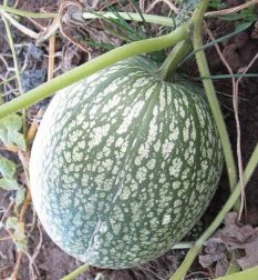 Fin Melon Chilacayote Fig Leaved Malabar Gourd Plant 40 Seeds