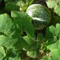 Fin Melon Chilacayote Fig Leaved Malabar Gourd Plant 40 Seeds