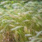 Canada Wild Rye 400 Seeds
