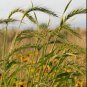 Canada Wild Rye 400 Seeds