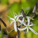 Chlorogalum pomeridianum 20 Seeds