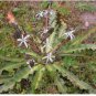 Chlorogalum pomeridianum 20 Seeds