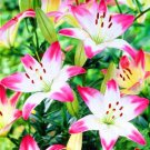Garland Lilium Brownii Lily Flower 200 Seeds