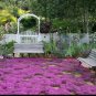 Light Purple Creeping Thyme 200 Seeds