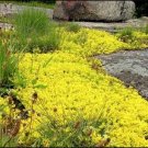 Yellow Creeping Thyme 200 Seeds