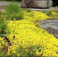 Yellow Creeping Thyme 200 Seeds