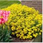 Yellow Creeping Thyme 200 Seeds