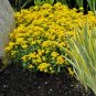 Yellow Creeping Thyme 200 Seeds