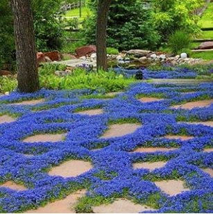 Creeping Thyme Blue Cress Rock 600 Seeds