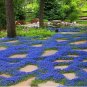 Creeping Thyme Blue Cress Rock 600 Seeds