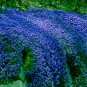 Creeping Thyme Blue Cress Rock 600 Seeds