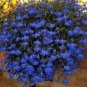 Creeping Thyme Blue Cress Rock 600 Seeds