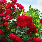 Dark Red Climbing Rose Big Flowers 200 Seeds