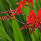 RED CROCOSMIA Lucifer Plant 100 Seeds