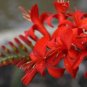RED CROCOSMIA Lucifer Plant 100 Seeds