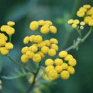Immortelle Flower 100 Seeds