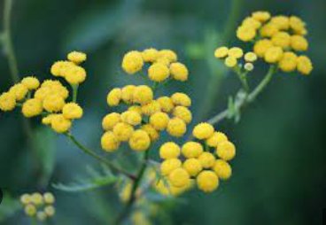Immortelle Flower 100 Seeds