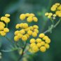 Immortelle Flower 100 Seeds
