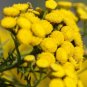 Immortelle Flower 100 Seeds