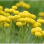 Immortelle Flower 100 Seeds