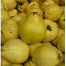 European Quince 60 Seeds