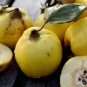 European Quince 60 Seeds