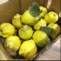 European Quince 60 Seeds