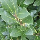 Bay Leaf Laurel Tree 10 Seeds