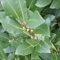 Bay Leaf Laurel Tree 10 Seeds