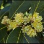 Bay Leaf Laurel Tree 10 Seeds